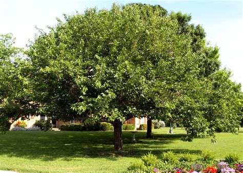 fruitless mulberry tree facts.